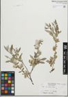 Foto von Salix geyeriana Andersson